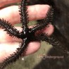 Brittle Starfish (Ophiocoma sp.)