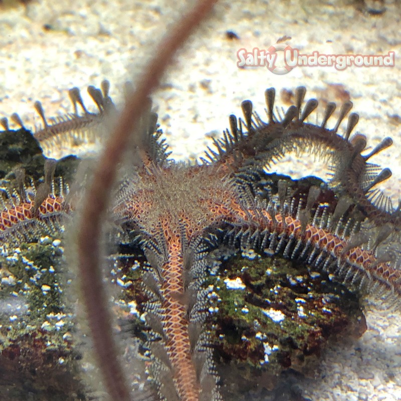 Brittle Starfish (Ophioderma sp.