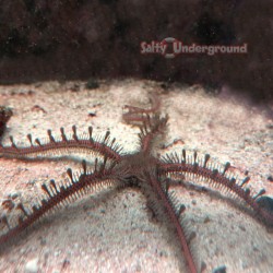 Brittle Starfish (Ophioderma sp.