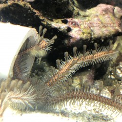 Brittle Starfish (Ophioderma sp.