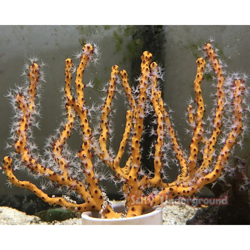 Salty Underground: Yellow Stick Gorgonian