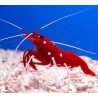 Fire shrimp (lysmata debelius)