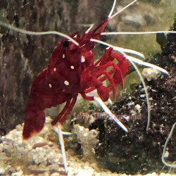 Fire shrimp (lysmata debelius)