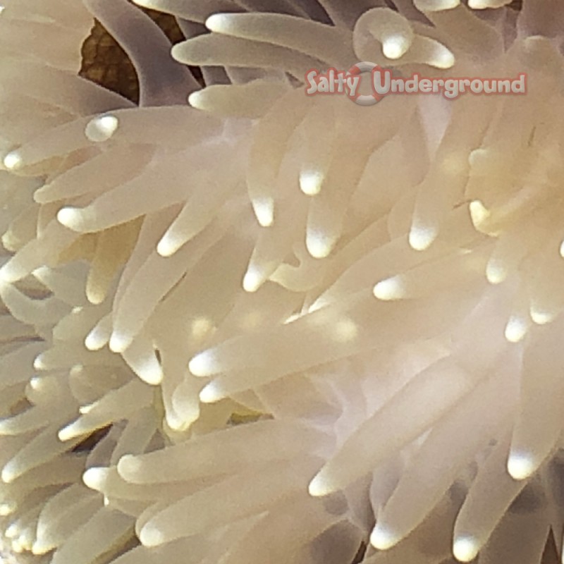 White Anemone e (Radianthus sp.)