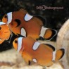 Captive-Bred Ocellaris Clownfish