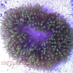 Green Bubble Tip Anemone...