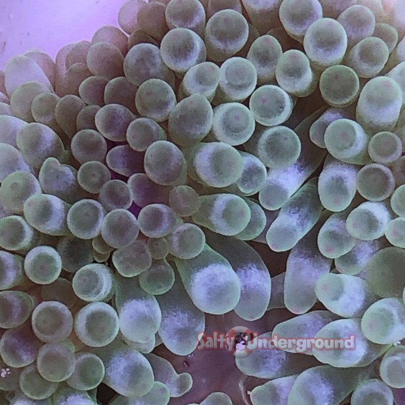 Green Bubble Tip Anemone