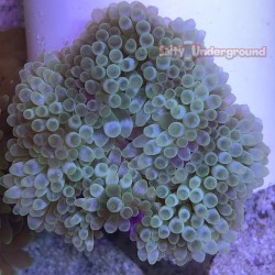 Green Bubble Tip Anemone