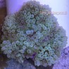 Green Bubble Tip Anemone