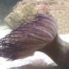 Purple Tube Anemone