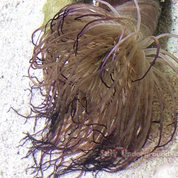 Purple Tube Anemone