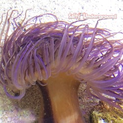 Purple Tube Anemone