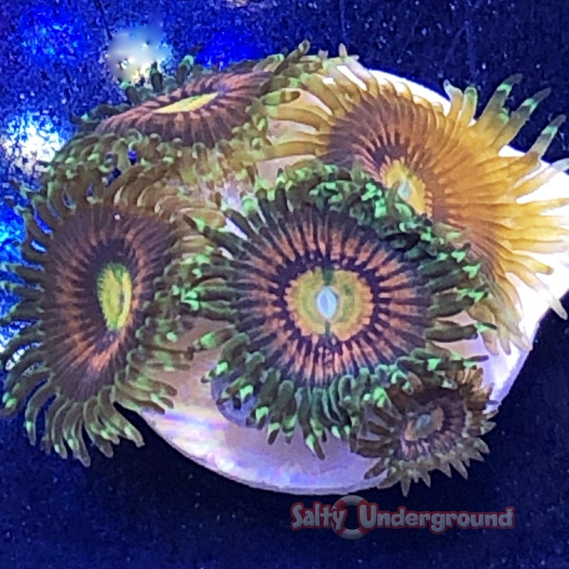 Rainbow Incinerator Zoanthid 3-5 Polyps