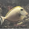 Blonde Naso Tang (Naso elegans) - Large