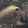 Blonde Naso Tang (Naso elegans) - Large