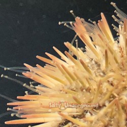 Pink Pen Cushion Urchin (Lytechinus variegatus)