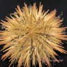 Pink Pen Cushion Urchin (Lytechinus variegatus)
