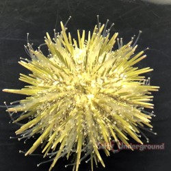 Pin Cushion Urchin - Ivory...