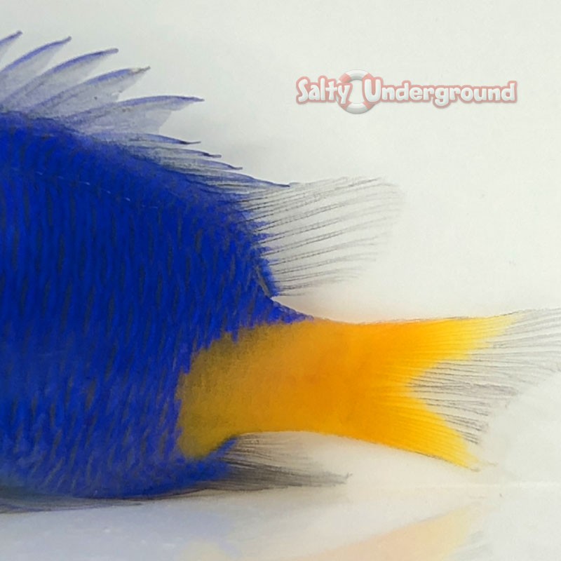 yellow tail blue damsel
