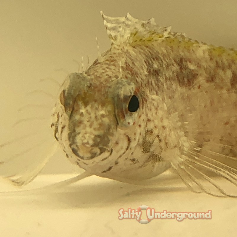 Salty Underground: Scorpion Blenny