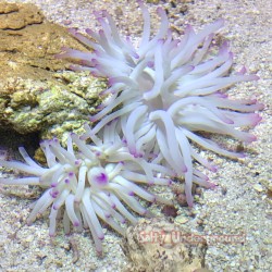 Sea Anemones