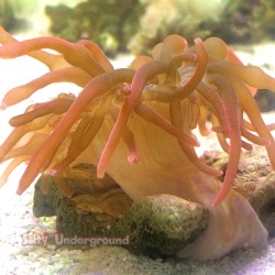 Rose Rainbow Bubble Tip Anemone Small