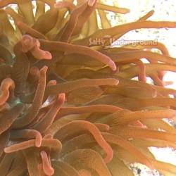 Rose Bubble Tip Anemone Small