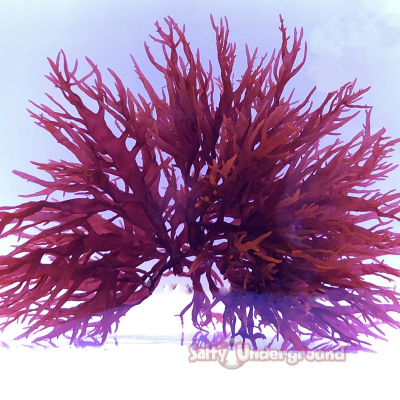 Red Dragon's Breath Algae (Halymenia durvillei) Cultured