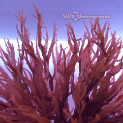 Red Dragon's Breath Algae (Halymenia durvillei) Cultured