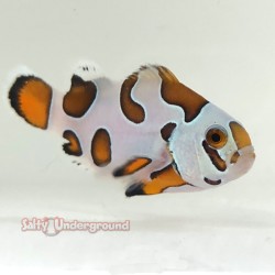 Orange Storm Clownfish-Captive Bred