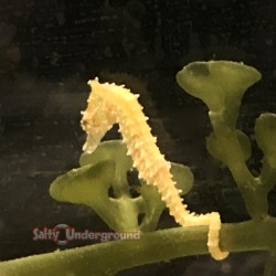 dwarf seahorse yellow