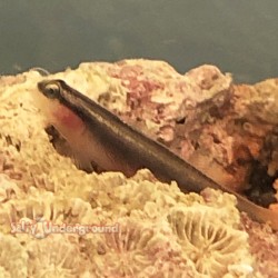 Yellow Line Cleaner Goby...