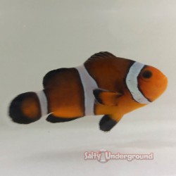 Mocha Clownfish-Captive Bred