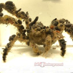 Decorator Spider Crab...