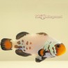 Premium Snowflake Clownfish-Captive Bred