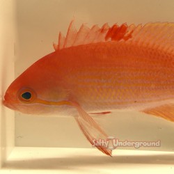 Stocky Anthias (Pseudanthias Hypselosoma) Male