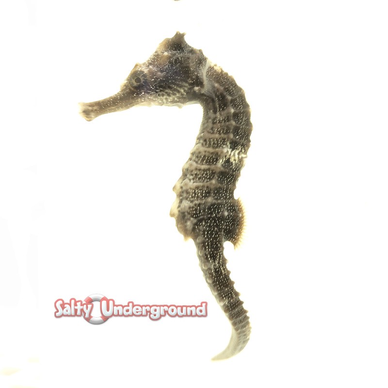 Seahorse Erectus (Hippocampus erectus) Captive bred