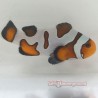 Extreme Gladiator/DaVinci Clownfish-Captive Bred