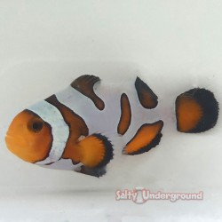 Extreme Gladiator/DaVinci Clownfish-Captive Bred