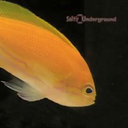 square back anthias