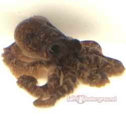 Octopus Brown Pacific (Octopus sp.)