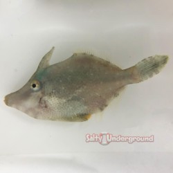Aiptasia Eating Green Filefish full