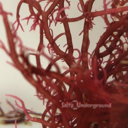 Red Ogo Algae (Gracilaria pacifica) Cultured   close
