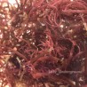 Red Ogo Algae (Gracilaria pacifica) Cultured