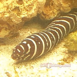 Zebra Eel head
