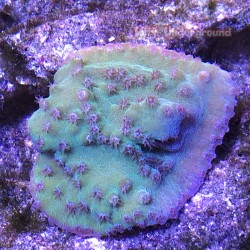 Tubinaria Cup Coral-green