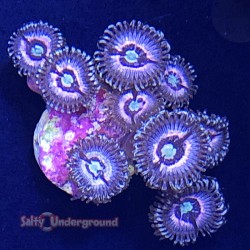 Pink Zipper Zoanthid 3-6...