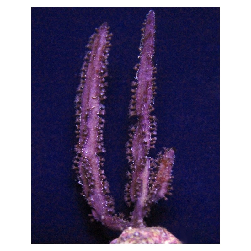 Blade Gorgonian 3-12-I