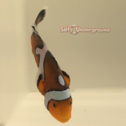 Semi Onyx Picasso Clownfish-Captive Bred