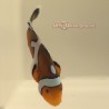 Onyx Picasso Clownfish-Captive Bred
